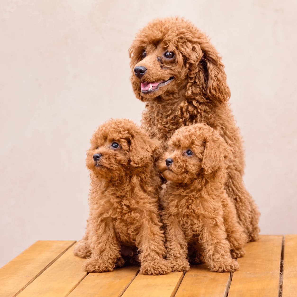 Poodle puppy at Poodilo Kerala