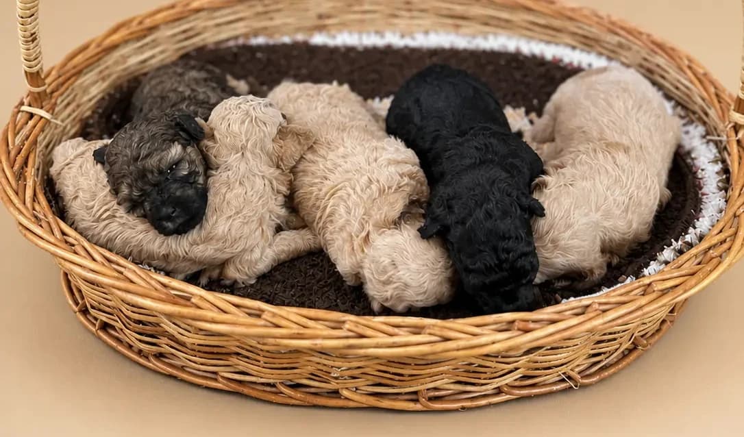 Current Litter — Apricot & White Toy Poodle