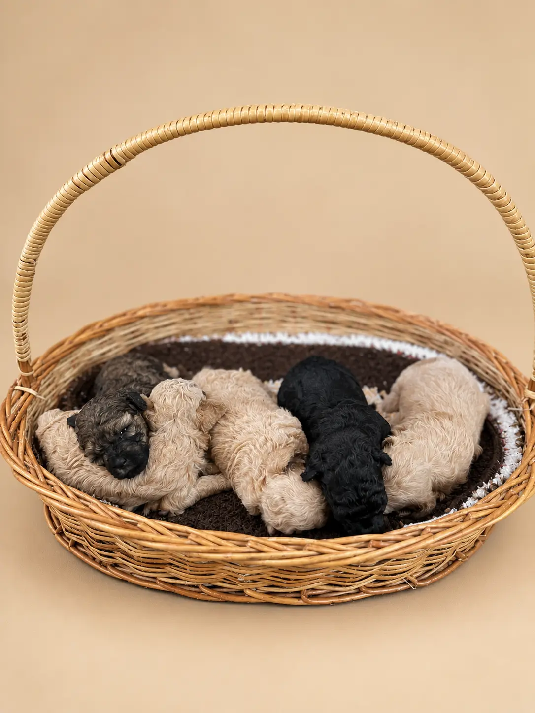 Current Litter photo 1