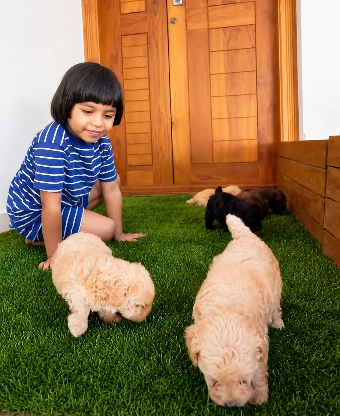 Poodle puppy being cared for at home